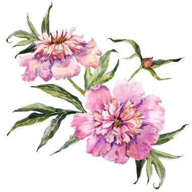 Suluboya elle çizilmiş peonies