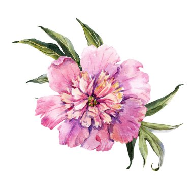 Suluboya elle çizilmiş peonies