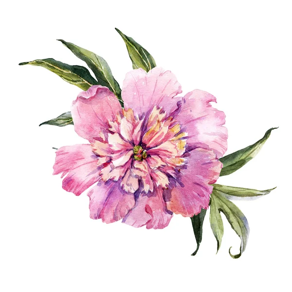 Akvarell kézzel rajzolt pünkösdi rózsa — Stock Fotó