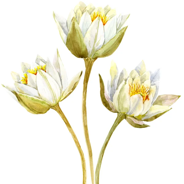Akvarel Lotosový květ — Stock fotografie