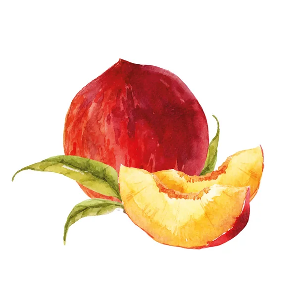 Aquarell schmackhafter Pfirsich — Stockvektor