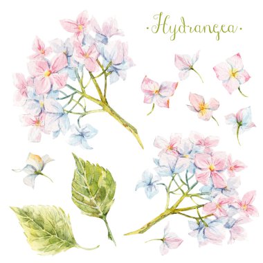 Suluboya ortanca seti