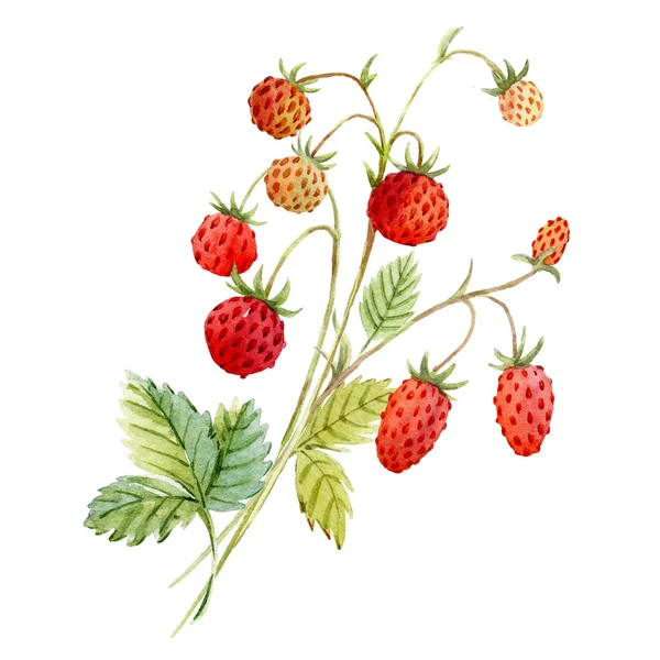 Watercolor red strawberry — Stock Photo, Image