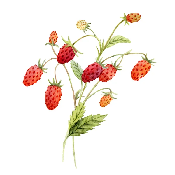 Ακουαρέλα κόκκινο φράουλα — Φωτογραφία Αρχείου