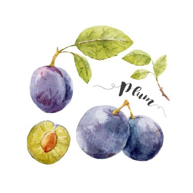 Suluboya elle çizilmiş Erik