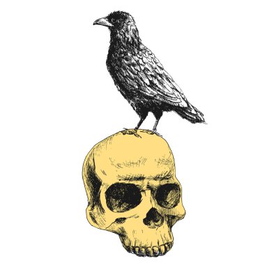 Vektör kafatasında kuzgun