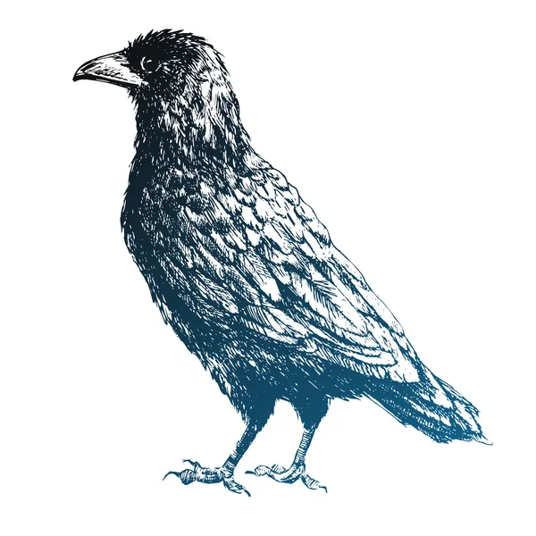 Hermoso vector cuervo — Archivo Imágenes Vectoriales