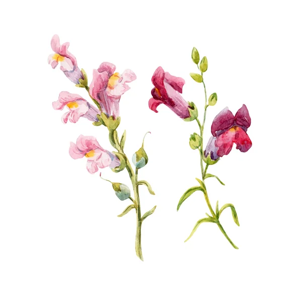 Aquarel Leeuwebek bloem — Stockvector