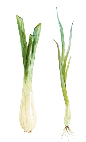 Watercolor young onion — Stock Photo, Image