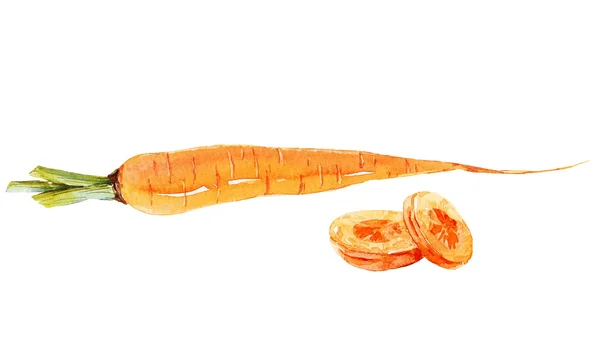 Aquarelle carotte dessinée à la main — Photo