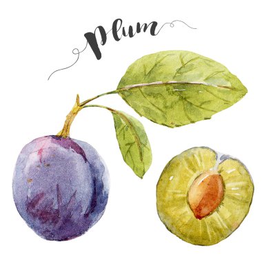 Suluboya elle çizilmiş Erik