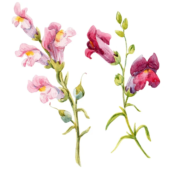 Akvarell snapdragon blomma — Stockfoto