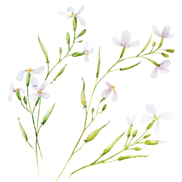 Ακουαρέλα άσπρα λουλούδια — Φωτογραφία Αρχείου