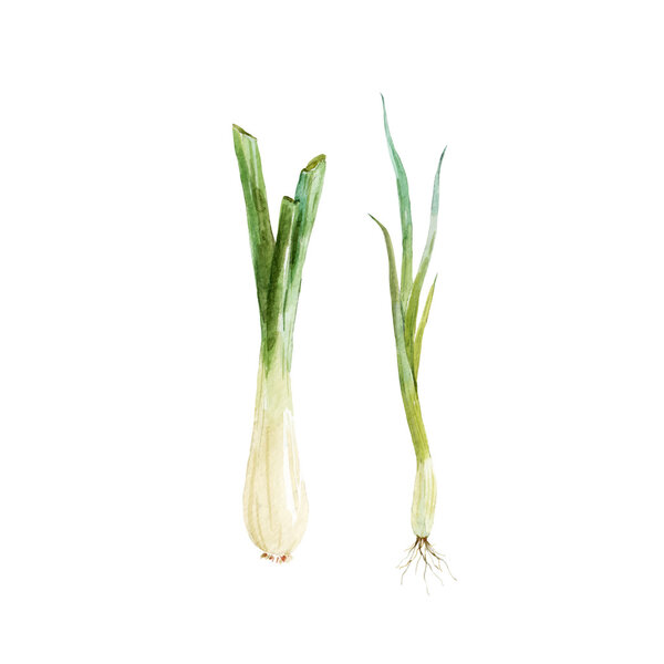 Watercolor young onion vector