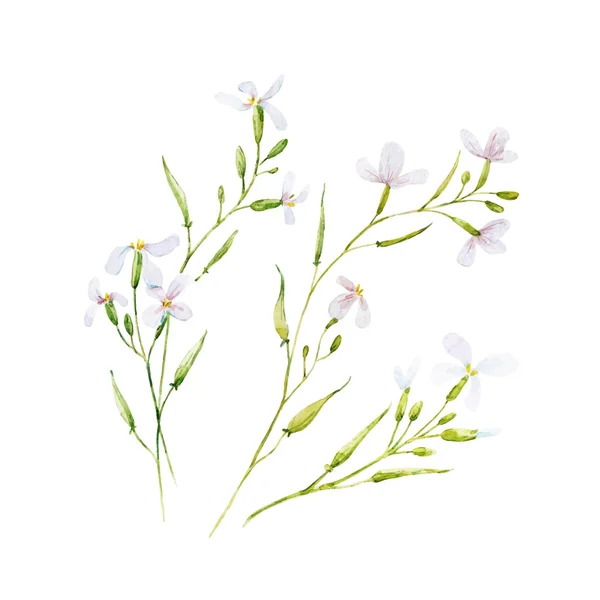 Sulu Boya beyaz vektör çiçek — Stok Vektör