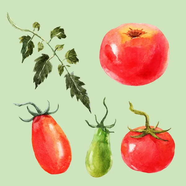 Ensemble de tomates aquarelle — Image vectorielle