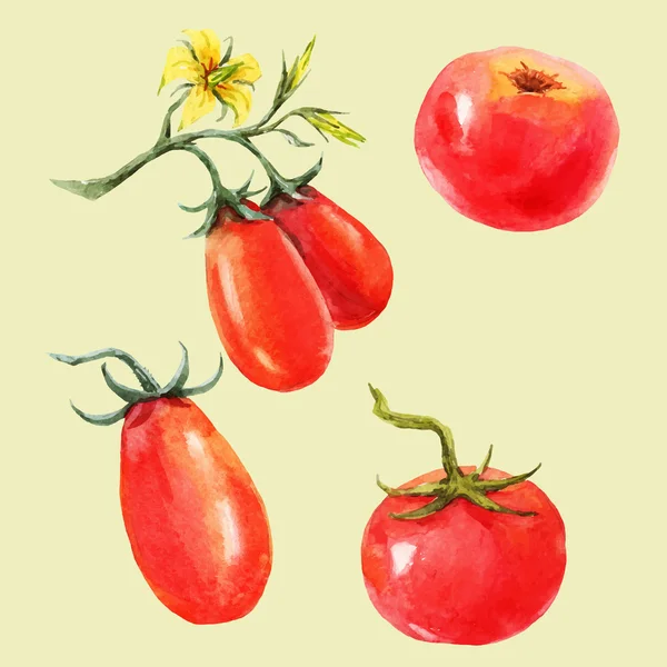 Set di pomodori ad acquerello — Vettoriale Stock
