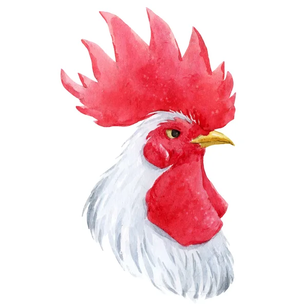 Coq coq aquarelle — Image vectorielle