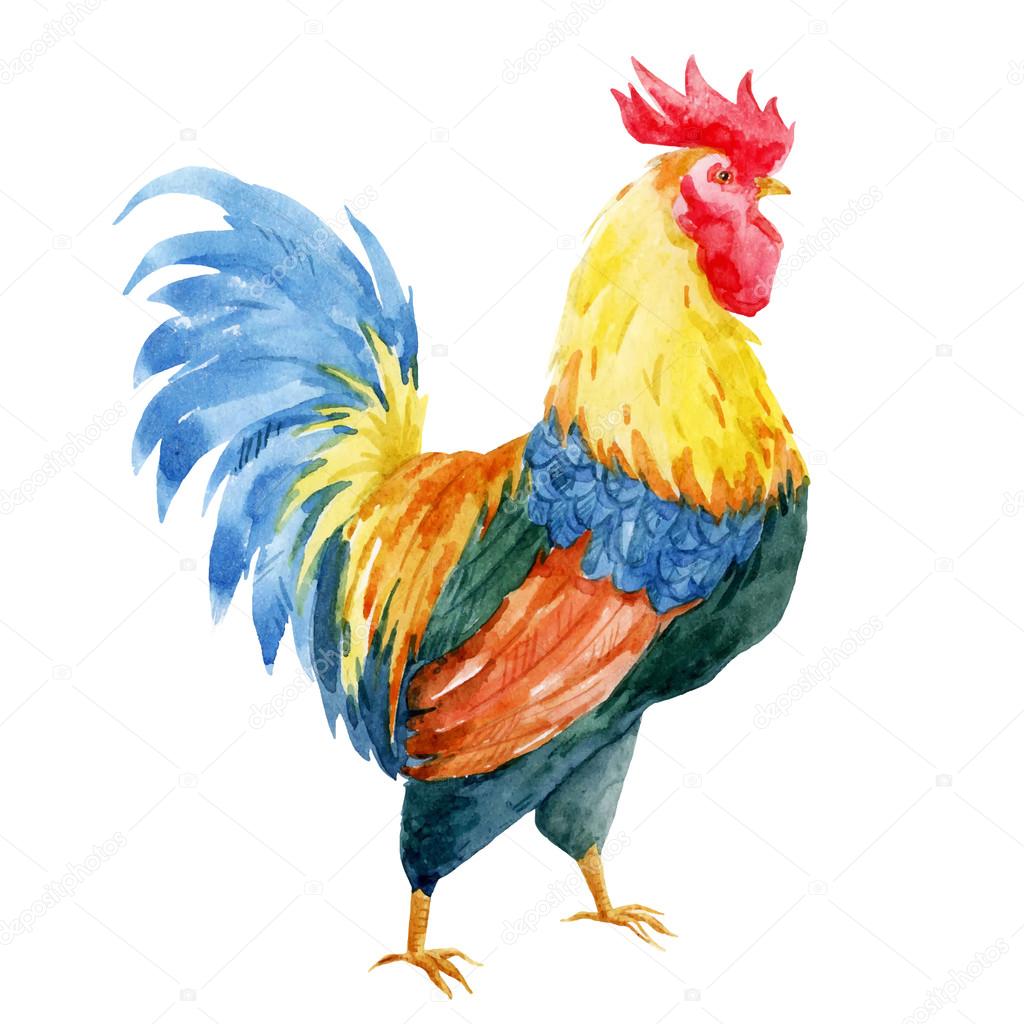 Watercolor cock rooster