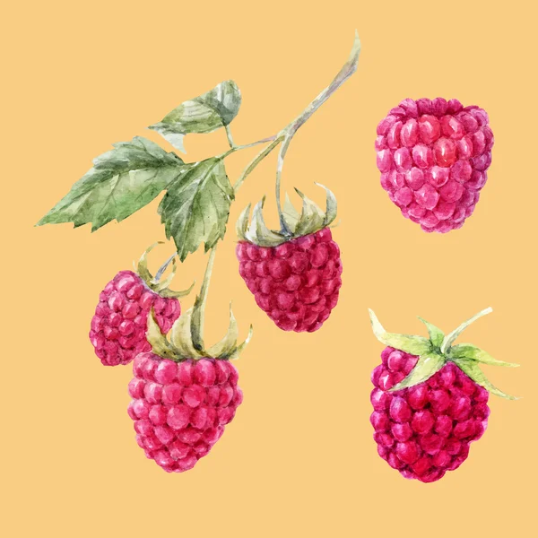 Watercolor hand drawn raspberries — Stock Vector