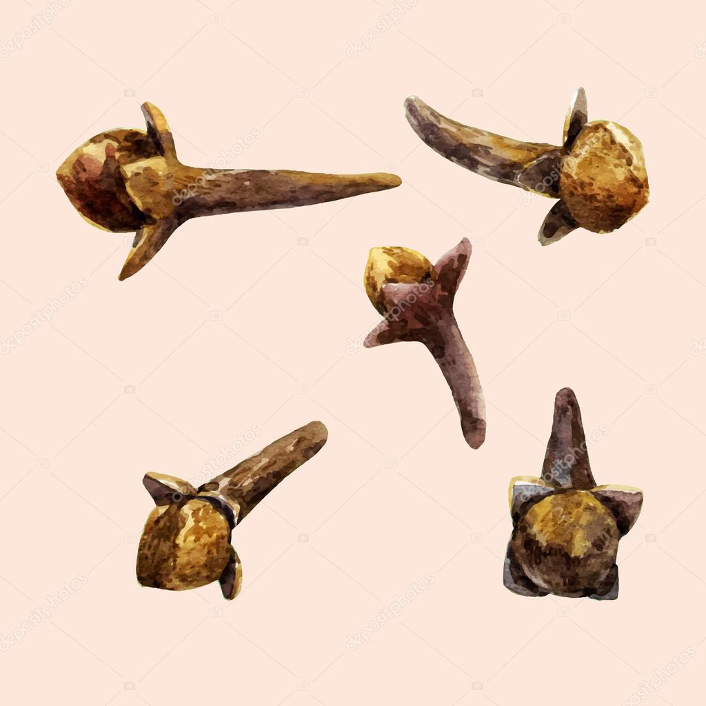 Watercolor hand drawn cloves — Stock Vector © ZeninaAsya 124697566