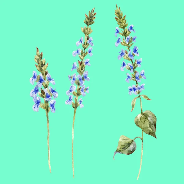 Suluboya elle çizilmiş chia çiçekler — Stok Vektör