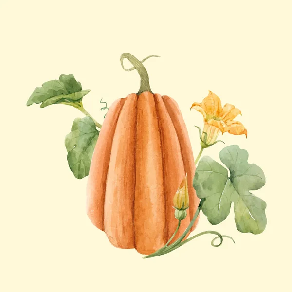 Beautiful vector stock illustration with watercolor pumpkin vegetable. — Stock Vector