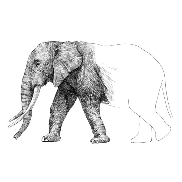 美丽的股票铅笔插图与狩猎大象动物. — 图库照片