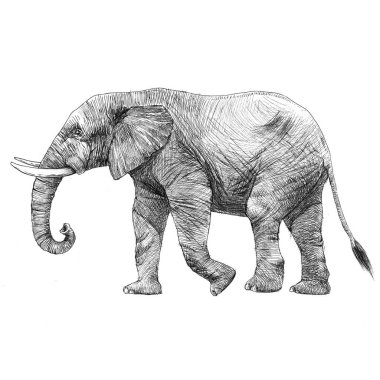 Safari fili hayvanıyla güzel bir kalem çizimi..