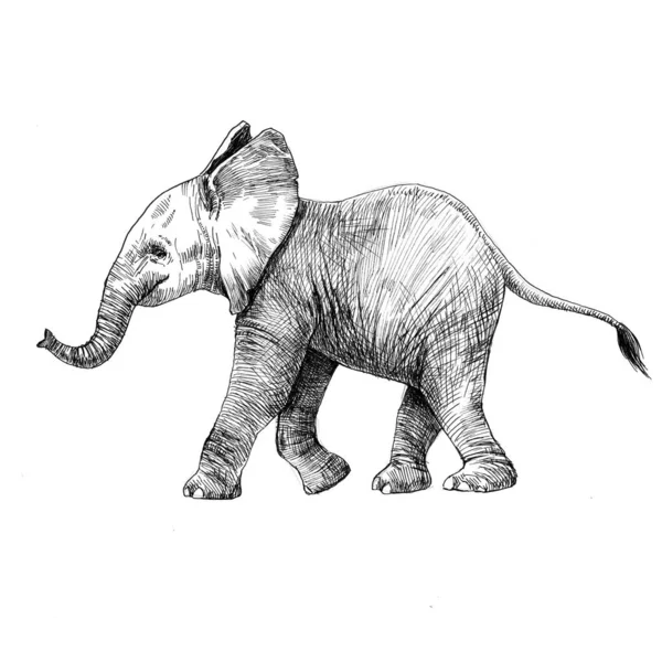 Beautiful stock pencil illustration with safari little baby elephant animal. — Stock Photo, Image