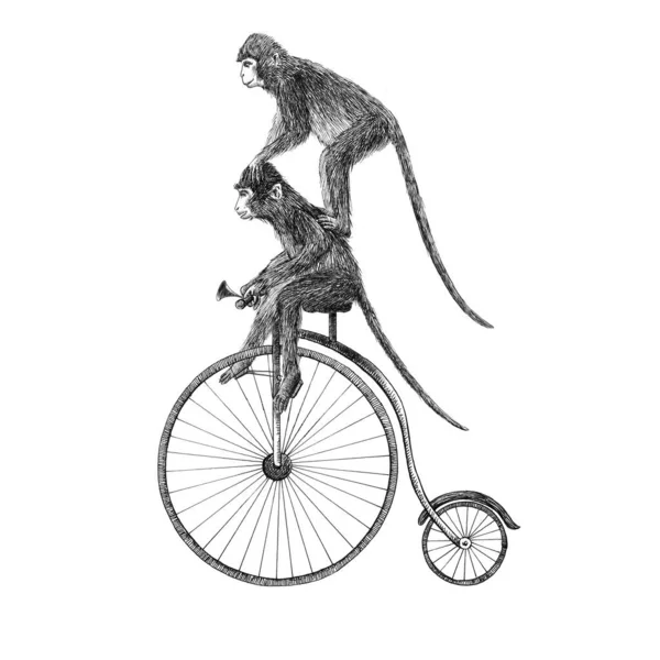 Belle illustration de crayon de stock avec deux singes mignons sur vélo. — Photo