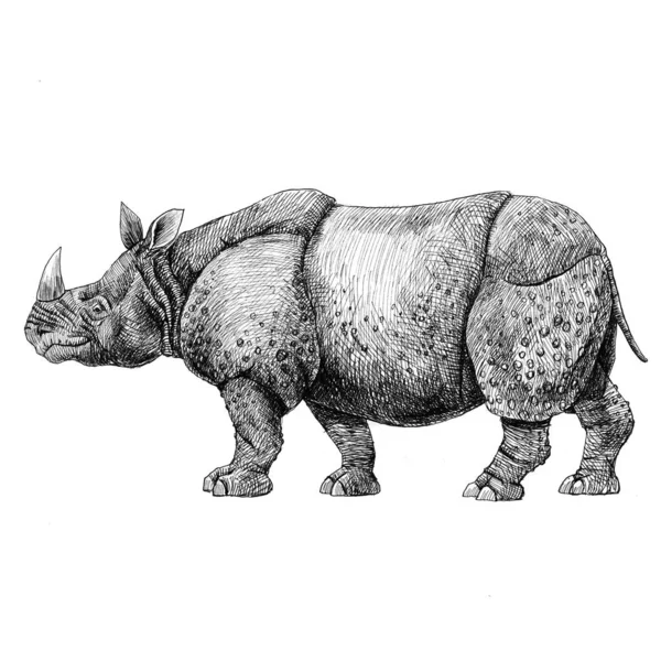 Hermosa ilustración a lápiz de stock con animal de rinoceronte safari. —  Fotos de Stock