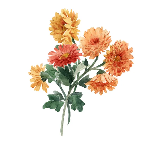 Beautiful image with watercolor gentle blooming chrysanthemum flowers. Stock illustration. — Stock Photo, Image