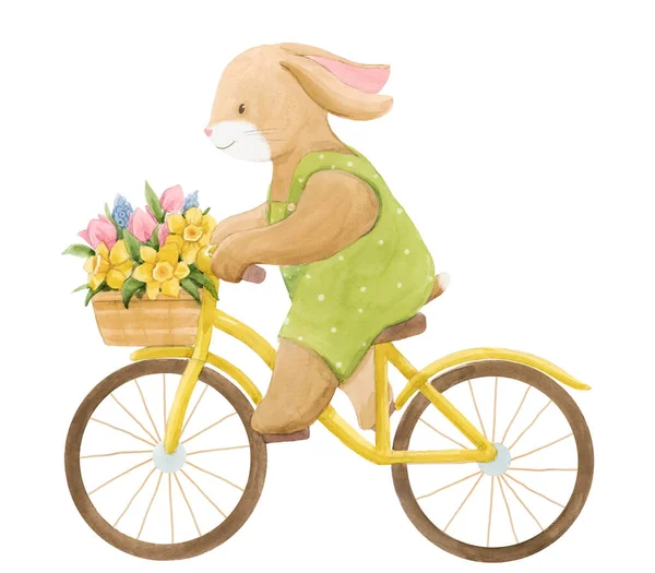 Schöne Aktienillustration mit Aquarell niedlichen Hasen Junge auf dem Fahrrad mit Korb mit Blumen. — Stockfoto
