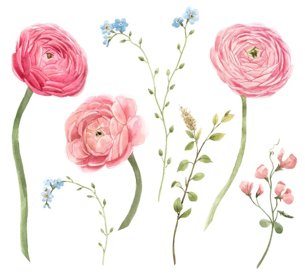 Suluboya, yumuşak kırmızı bahar ranunculus çiçekleri olan güzel bir çiçek seti. Stok buket çizimi. — Stok fotoğraf