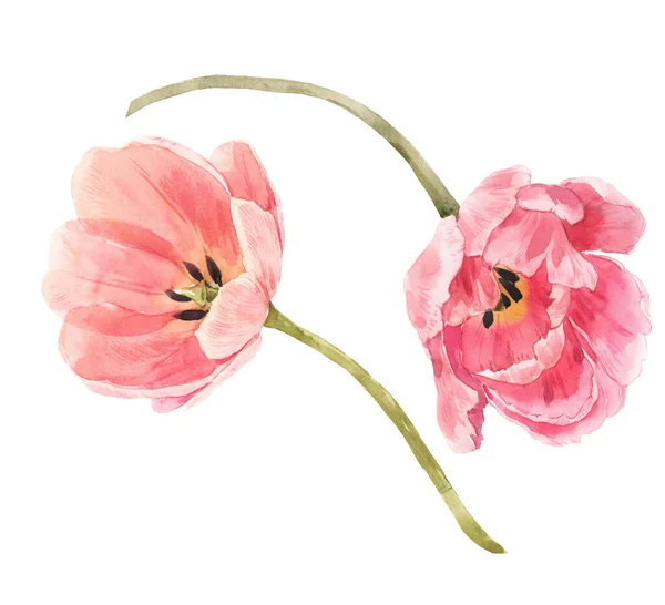 Schöne florale Set mit Aquarell sanften roten Frühling Tulpenblumen. Aktienstrauß-Illustration. — Stockfoto