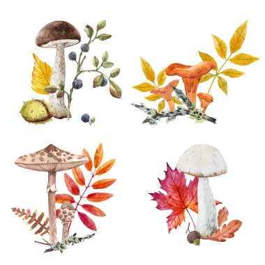 Suluboya elle çizilmiş güzel sonbahar seti renkli yapraklı mantarlar. Stok illüstrasyonu.