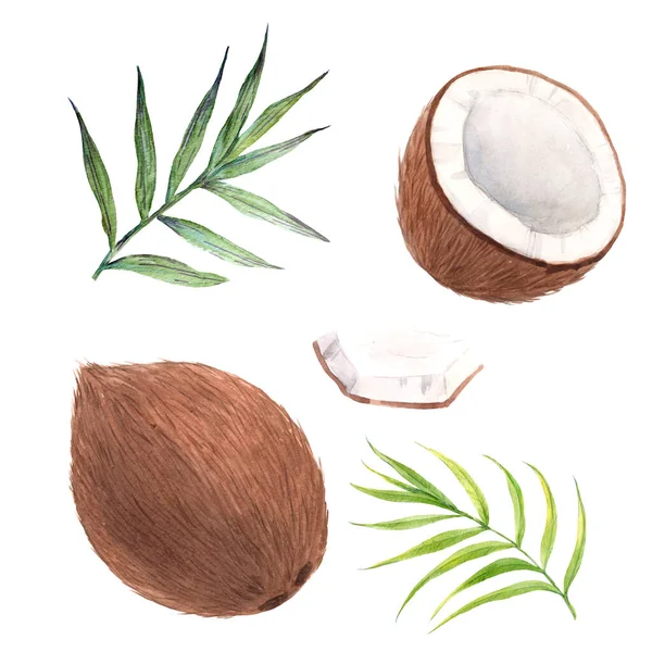 Beautiful set with watercolor hand drawn coconut fruit. Stock illustration. — Stockfoto