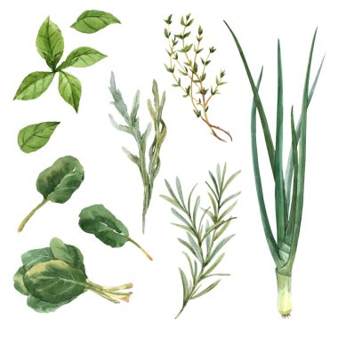 Suluboya elle çizilmiş çok güzel bir set. Yeşillik. Stok illüstrasyonu.