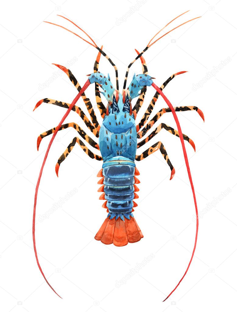 Beautiful image with watercolor hand drawn rainbow lobster. Stock illustration.