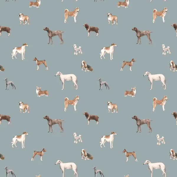 Beautiful seamless pattern with cute watercolor hand drawn dog breeds Cocker spaniel Greyhound Hound Basenji and Russian Greyhound Whippet . Stock illustration. — Stock Photo, Image