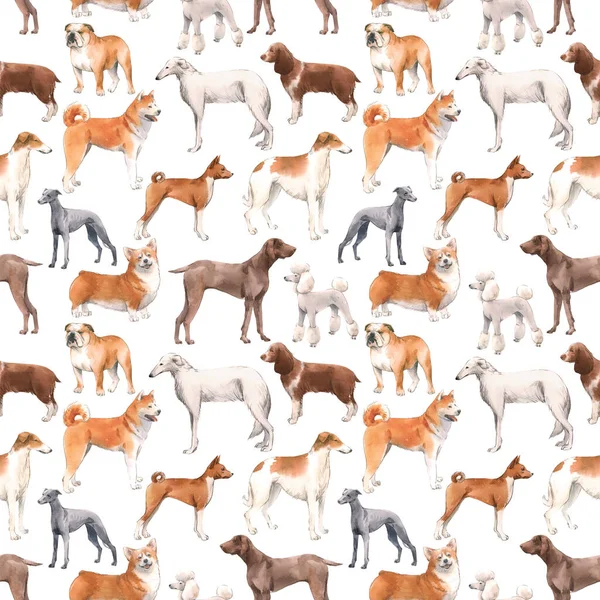 Beautiful seamless pattern with cute watercolor hand drawn dog breeds Cocker spaniel Greyhound Hound Basenji and Russian Greyhound Whippet . Stock illustration. — Stock Photo, Image