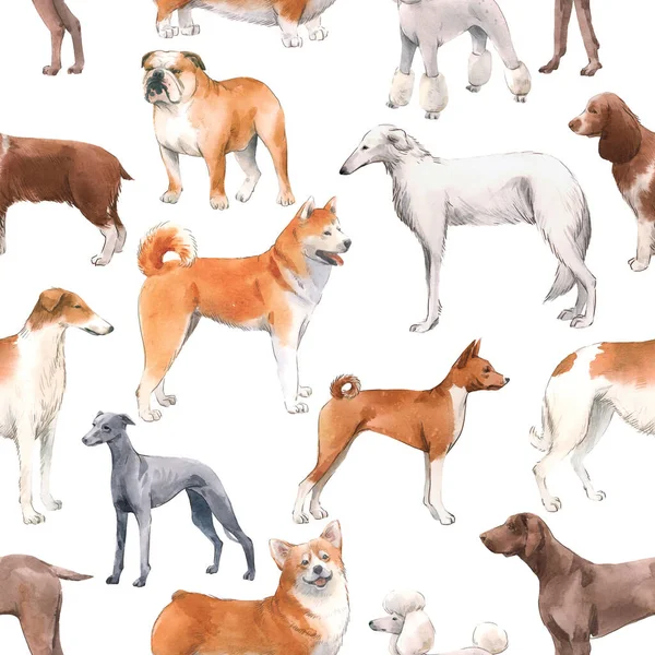 Beautiful seamless pattern with cute watercolor hand drawn dog breeds Cocker spaniel Greyhound Hound Basenji and Russian Greyhound Whippet . Stock illustration. — Stock Photo, Image