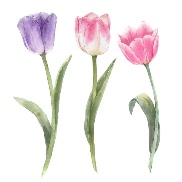Gyönyörű virágos készlet kézzel rajzolt akvarell tulipán virágok. Készletillusztráció. — Stock Fotó