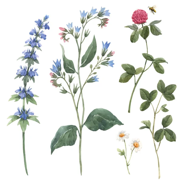 Beautiful floral set with hand drawn watercolor borago flowers. Stock illustration. — Stock Photo, Image