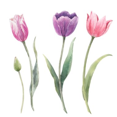 Elle çizilmiş suluboya lale çiçekleriyle güzel bir çiçek seti. Stok illüstrasyonu.