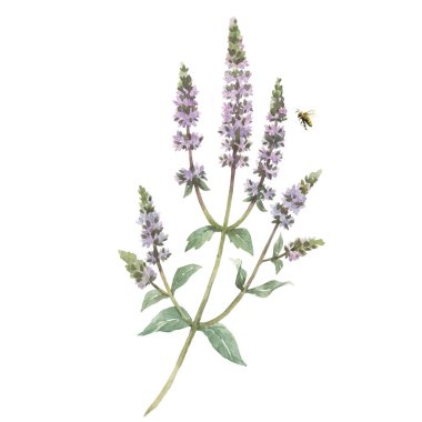 El çizimi suluboya nane çiçekleri olan güzel bir çiçek seti. Stok illüstrasyonu.