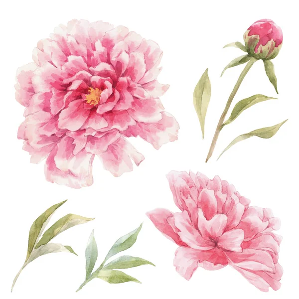 Bellissimo set floreale con acquerello disegnato a mano delicato fiori di peonia rosa. Illistrazione d'archivio. — Foto Stock