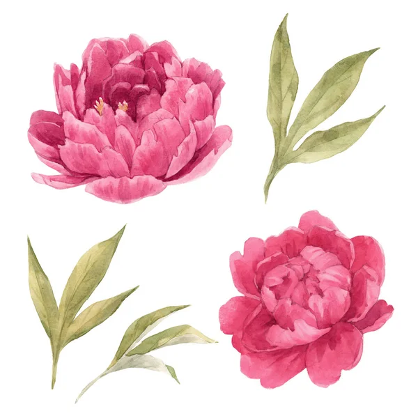 Hermoso conjunto floral con acuarela dibujada a mano suaves flores de peonía rosa. Ilustración de existencias. — Foto de Stock