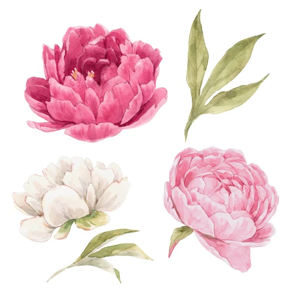 Mooie bloemen set met de hand getrokken aquarel zachte roze pioenroos bloemen. Voorraadillusie. — Stockfoto